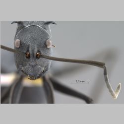 Polyrhachis pruinosa Mayr, 1872 frontal