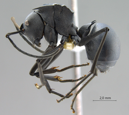 Polyrhachis pruinosa lateral