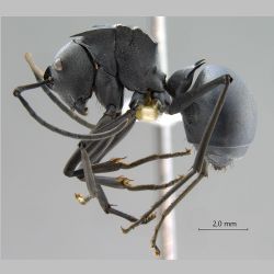 Polyrhachis pruinosa Mayr, 1872 lateral