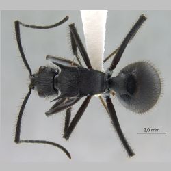 Polyrhachis sculpturata Smith, 1860 dorsal