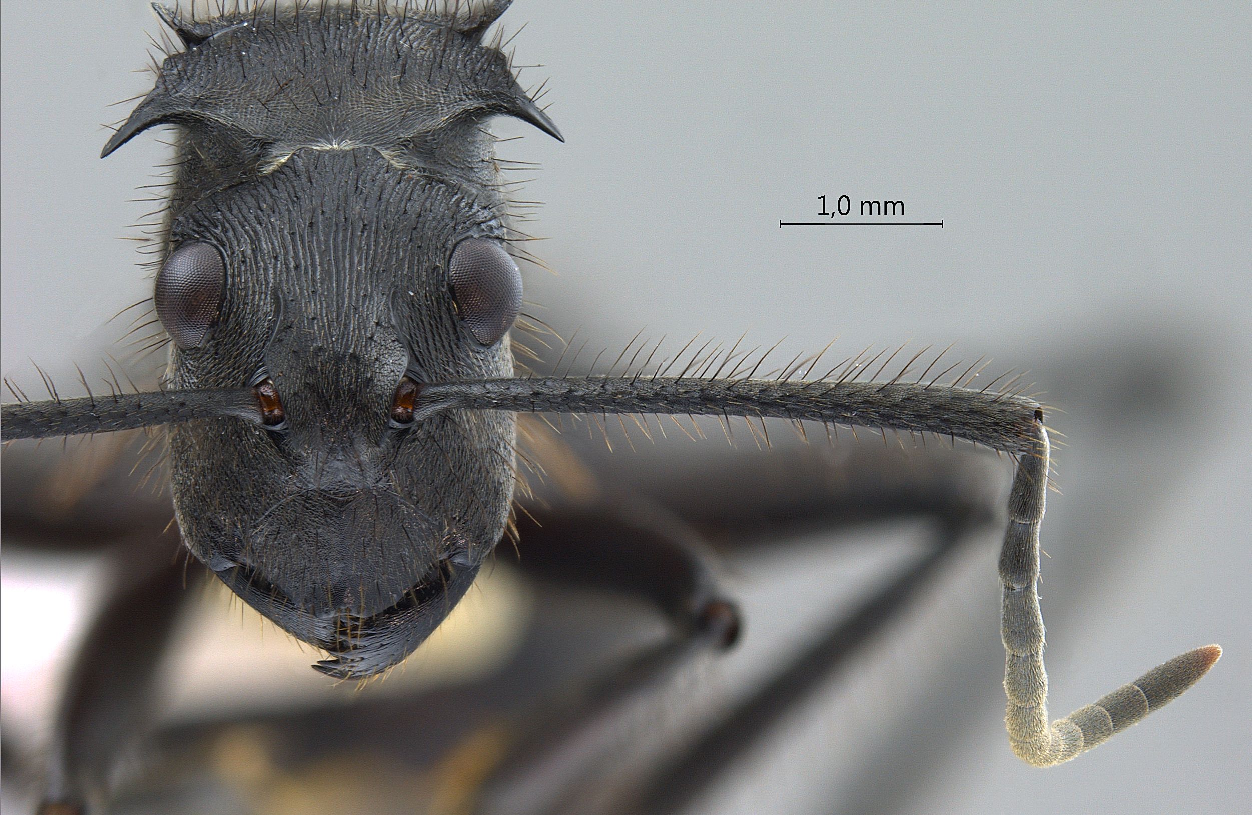 Polyrhachis sculpturata frontal