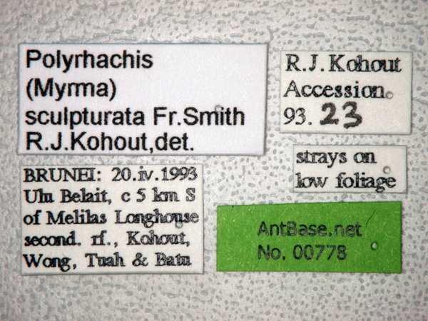 Polyrhachis sculpturata label