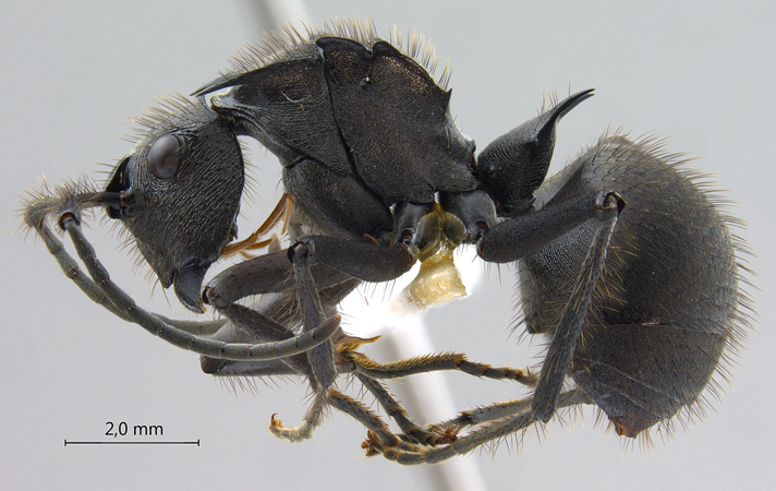 Polyrhachis sculpturata lateral