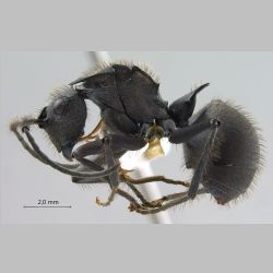 Polyrhachis sculpturata Smith, 1860 lateral