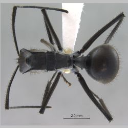 Polyrhachis villipes Smith, 1857 dorsal