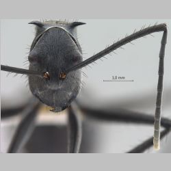 Polyrhachis villipes Smith, 1857 frontal