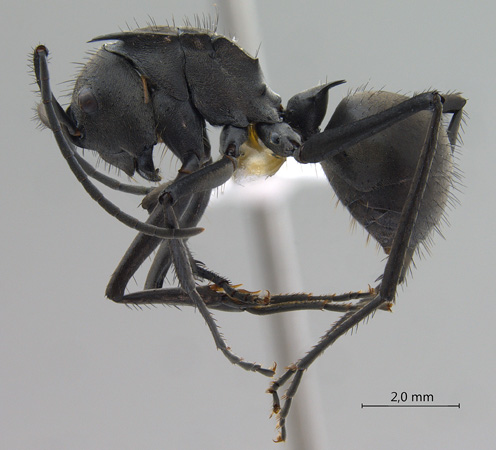 Polyrhachis villipes lateral