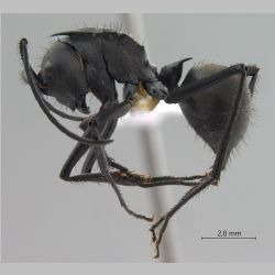 Polyrhachis villipes Smith, 1857 lateral