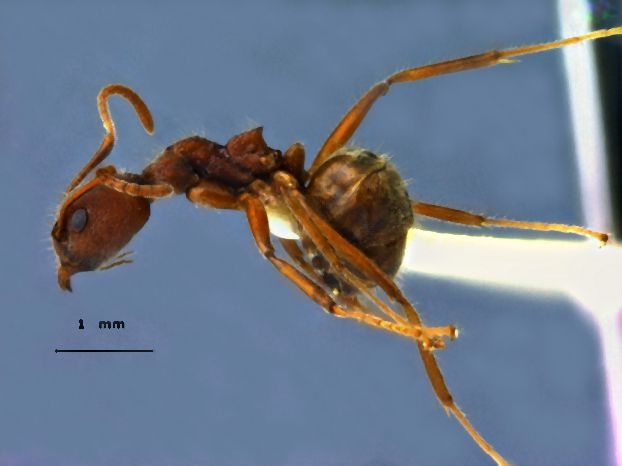 Dolichoderus affinis lateral