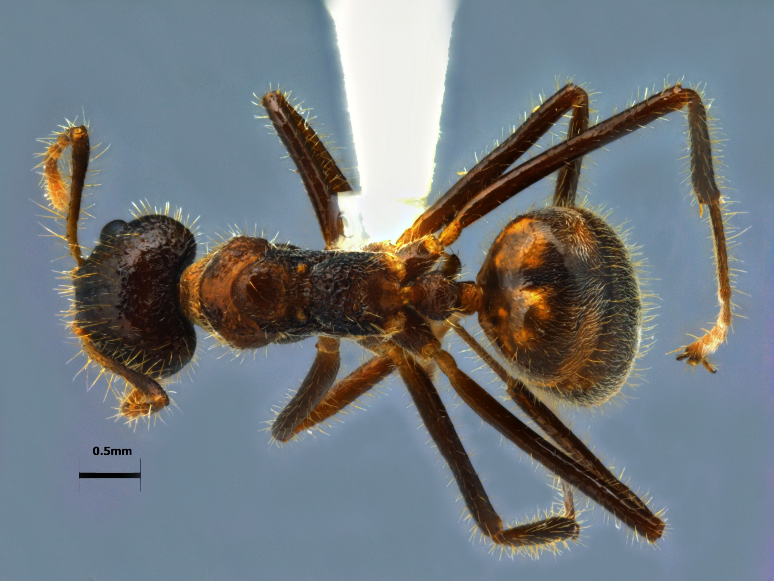 Dolichoderus cf.patens dorsal