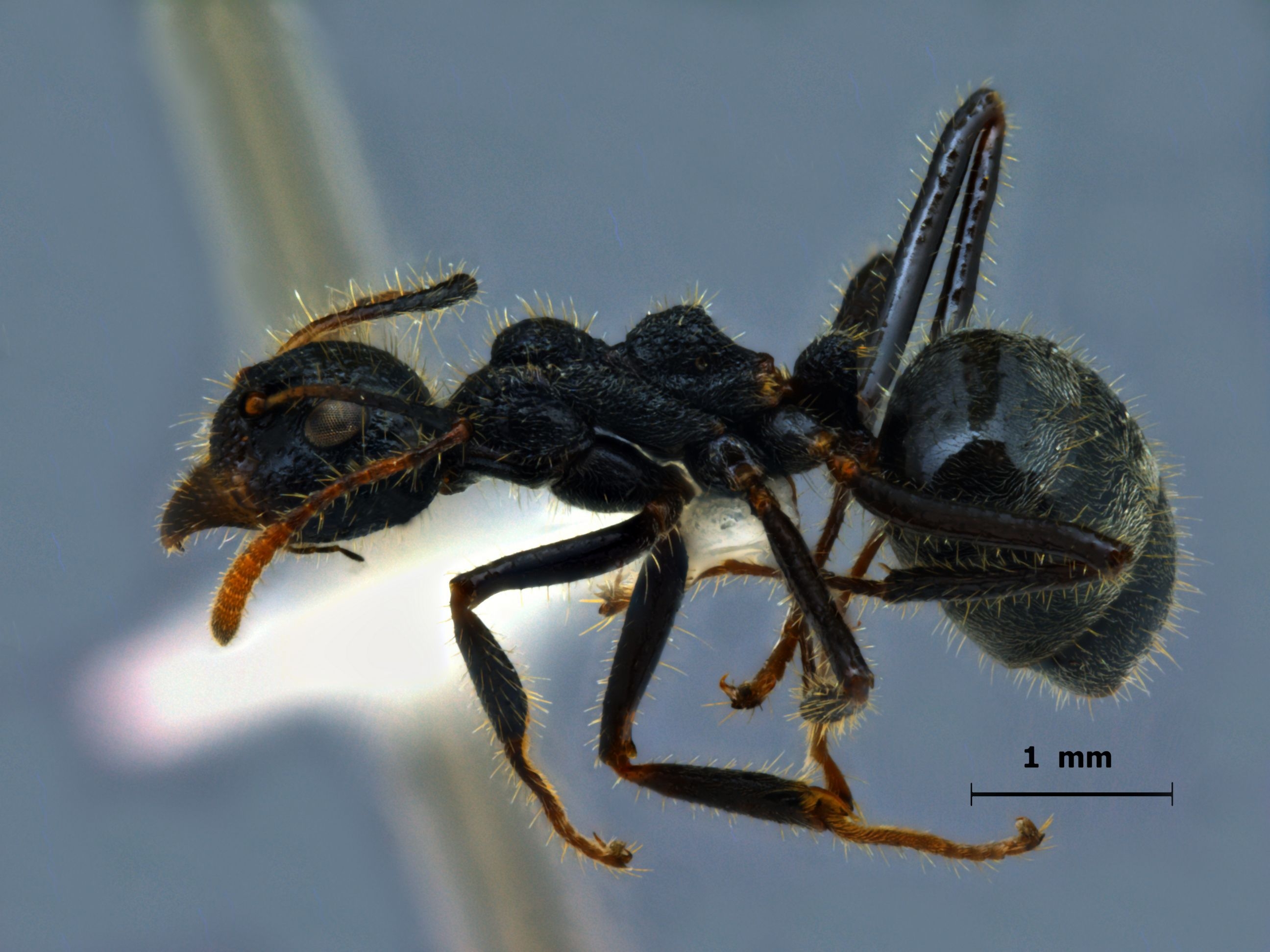 Dolichoderus crawleyi lateral