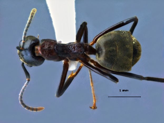 Dolichoderus feae dorsal