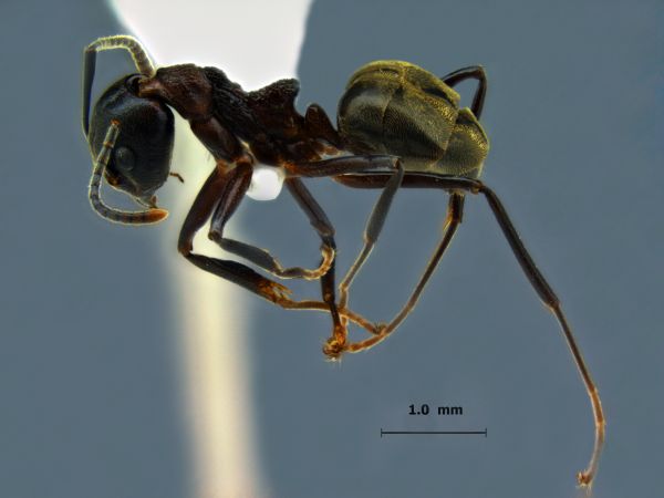 Dolichoderus feae lateral