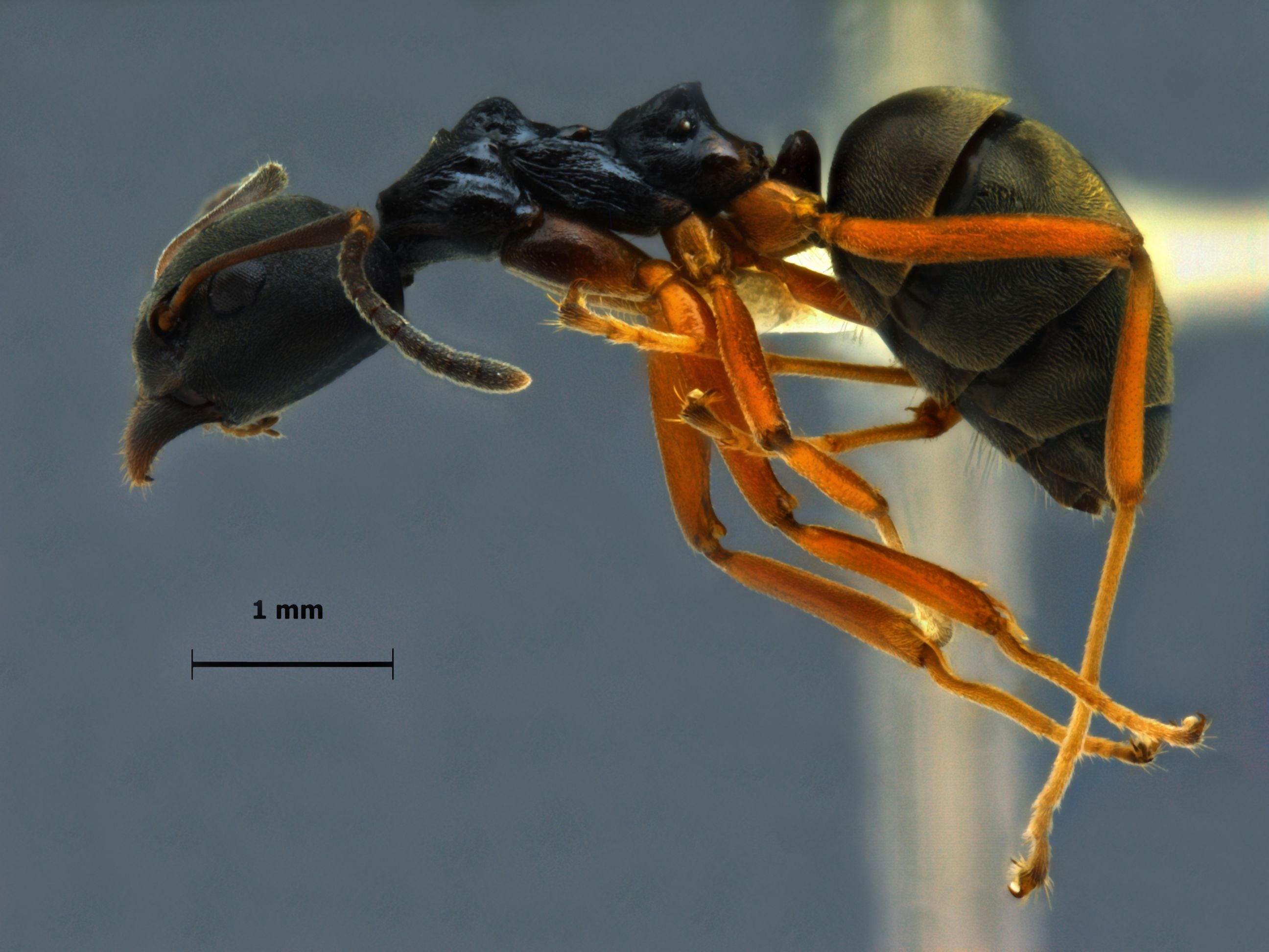 Dolichoderus gibbifer lateral