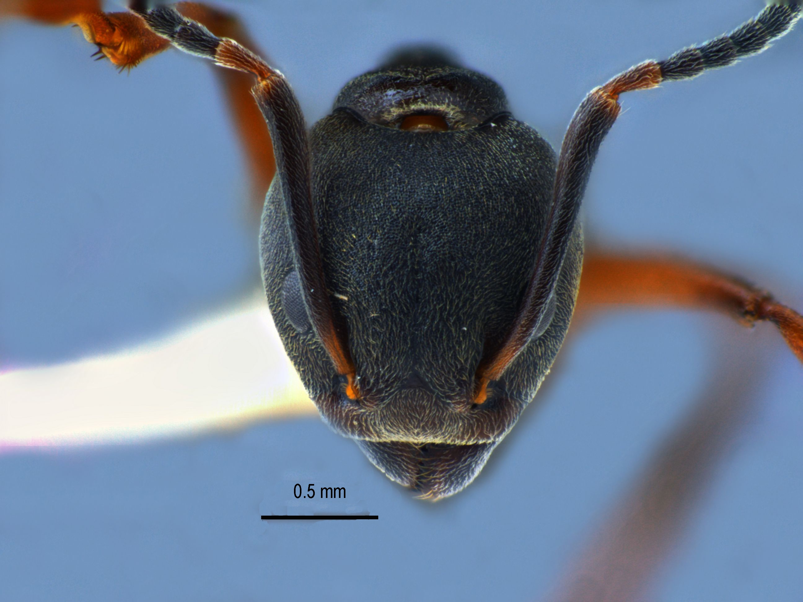 Dolichoderus laotius frontal