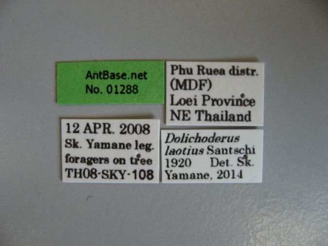 Dolichoderus laotius label