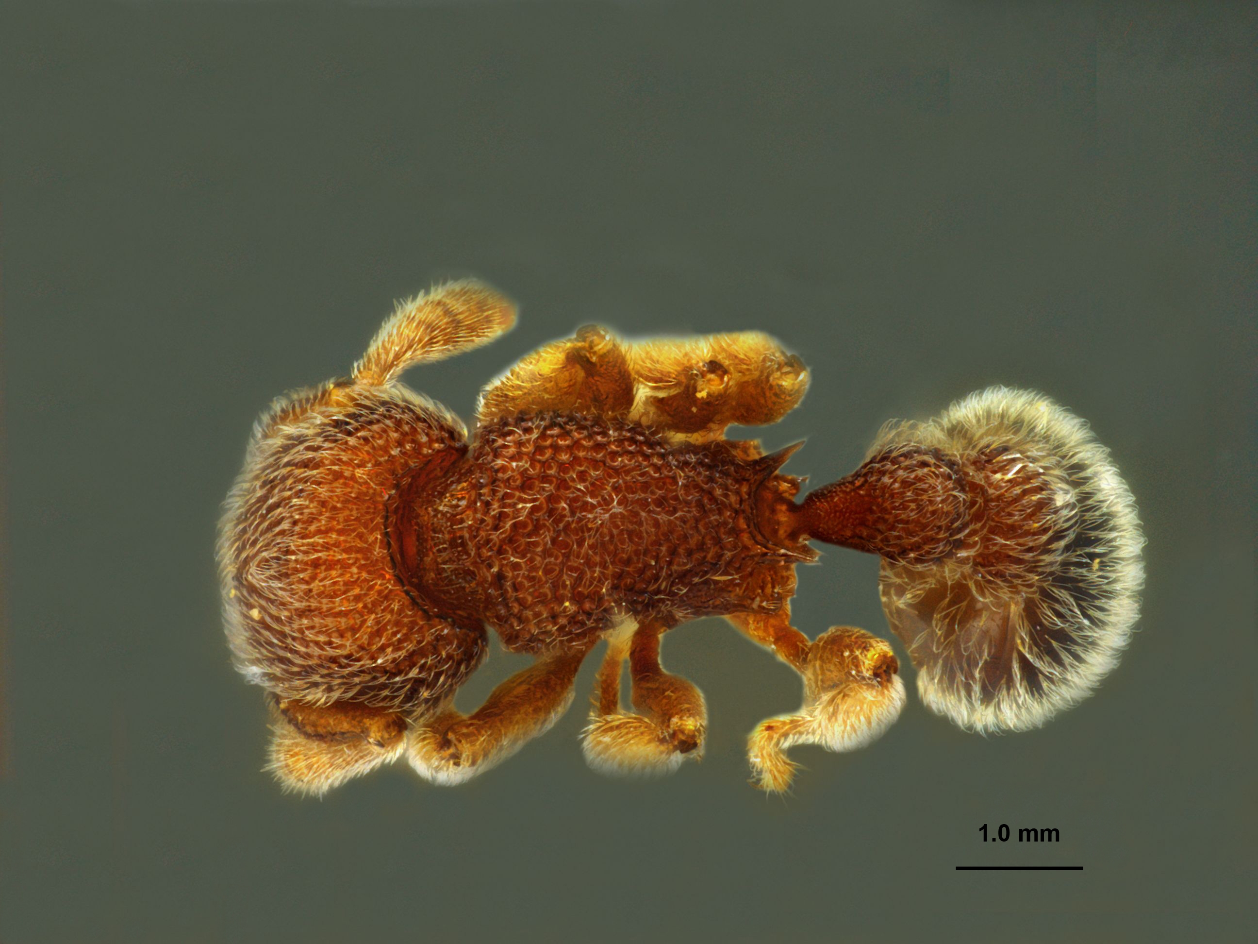 Tetramorium hasinae dorsal