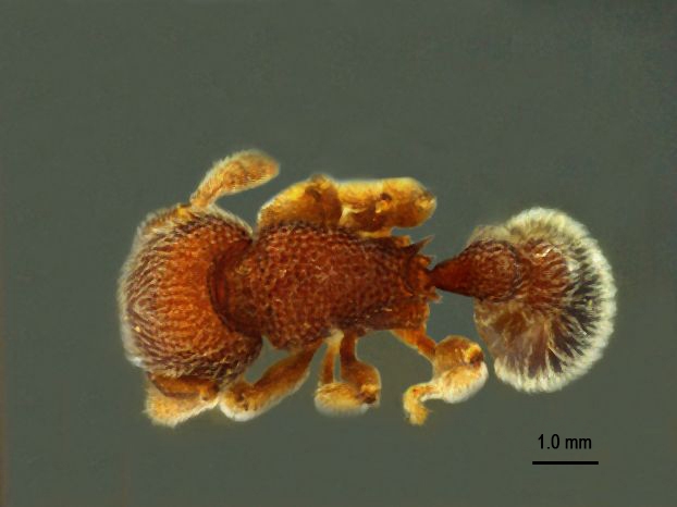 Tetramorium hasinae dorsal