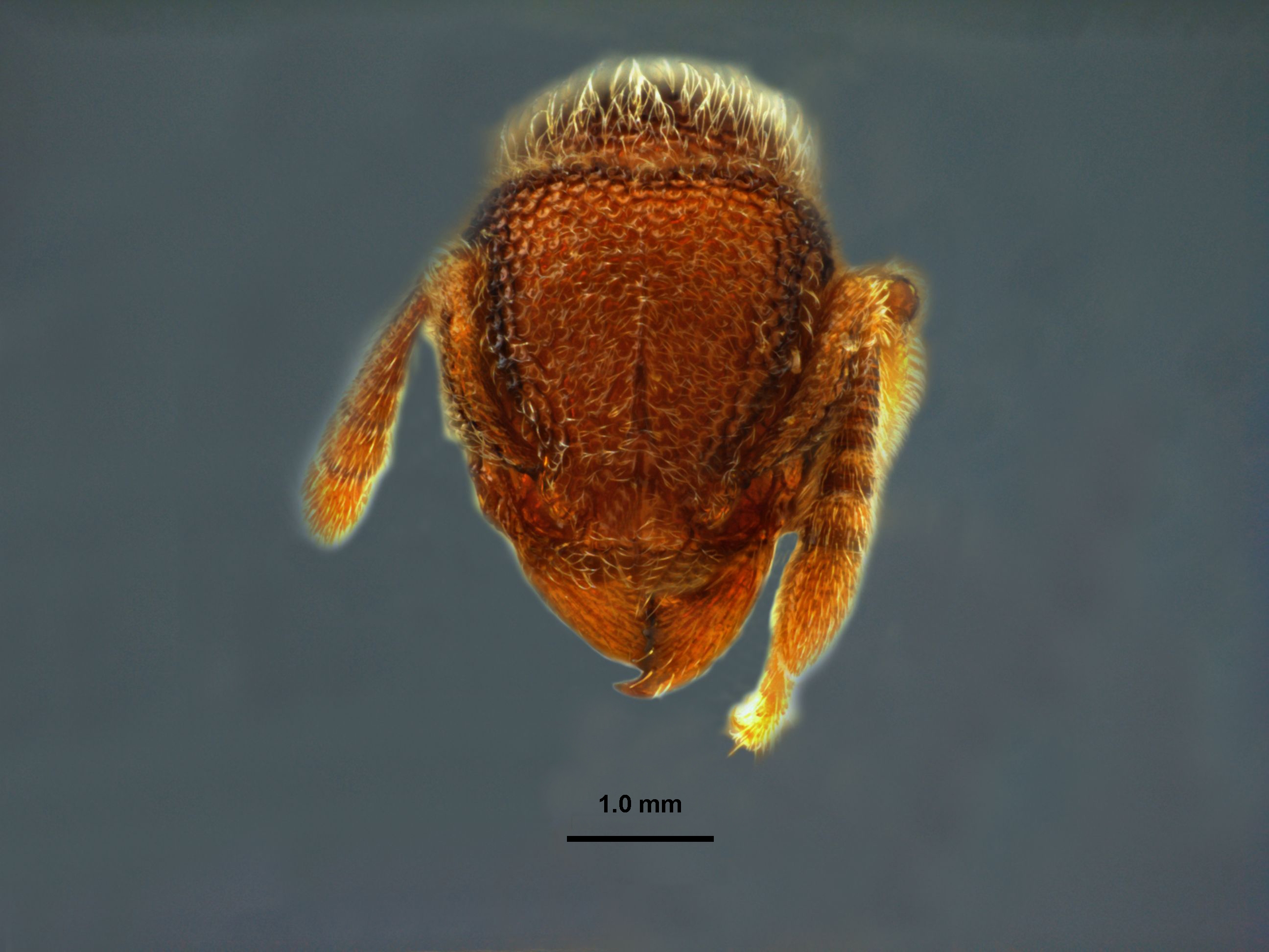 Tetramorium hasinae frontal