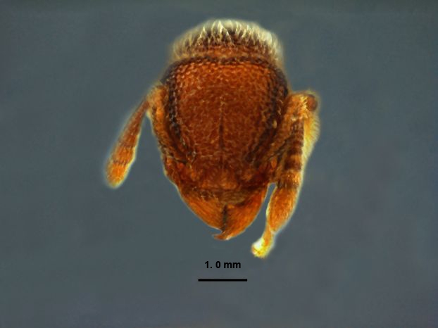 Tetramorium hasinae frontal