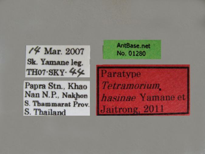 Tetramorium hasinae label