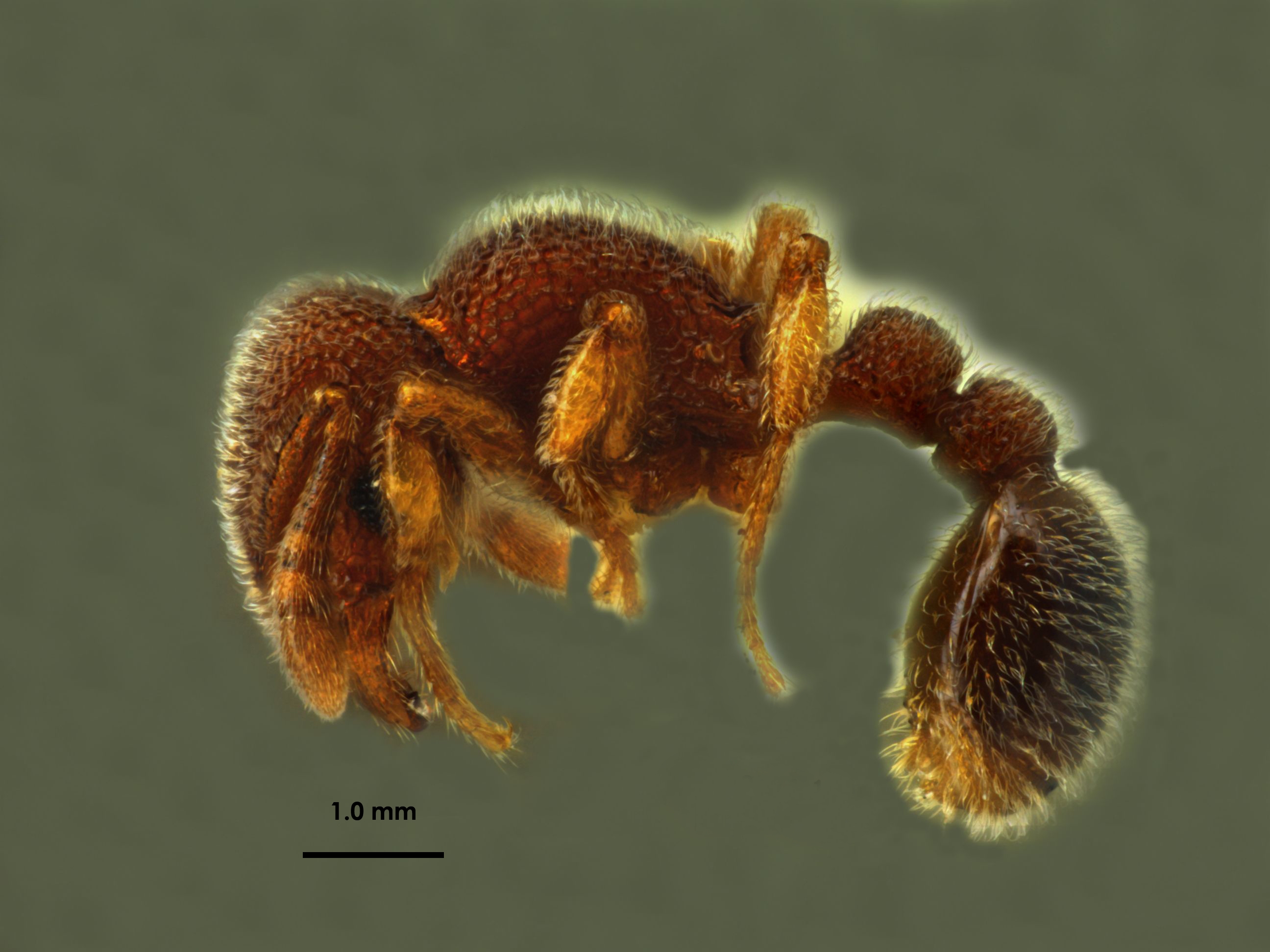 Tetramorium hasinae lateral