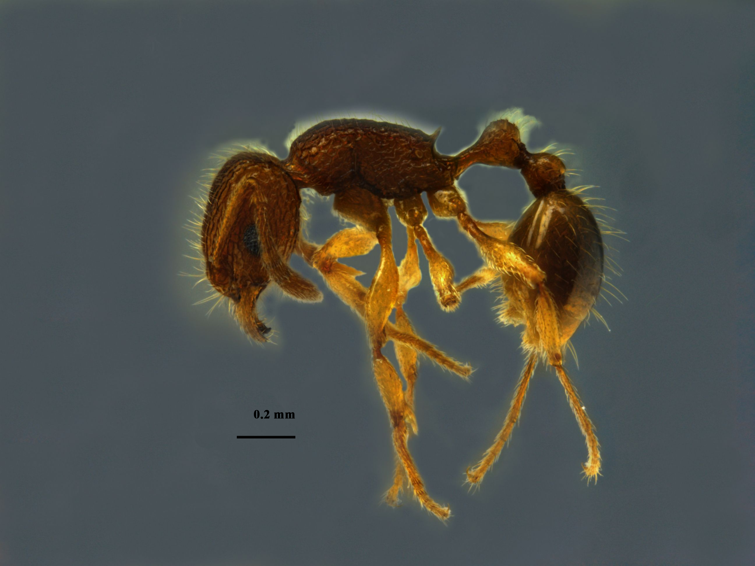 Tetramorium tonganum lateral