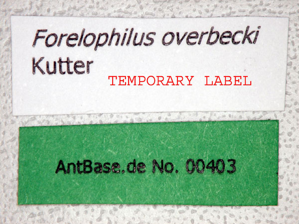 Forelophilus overbecki gyne label