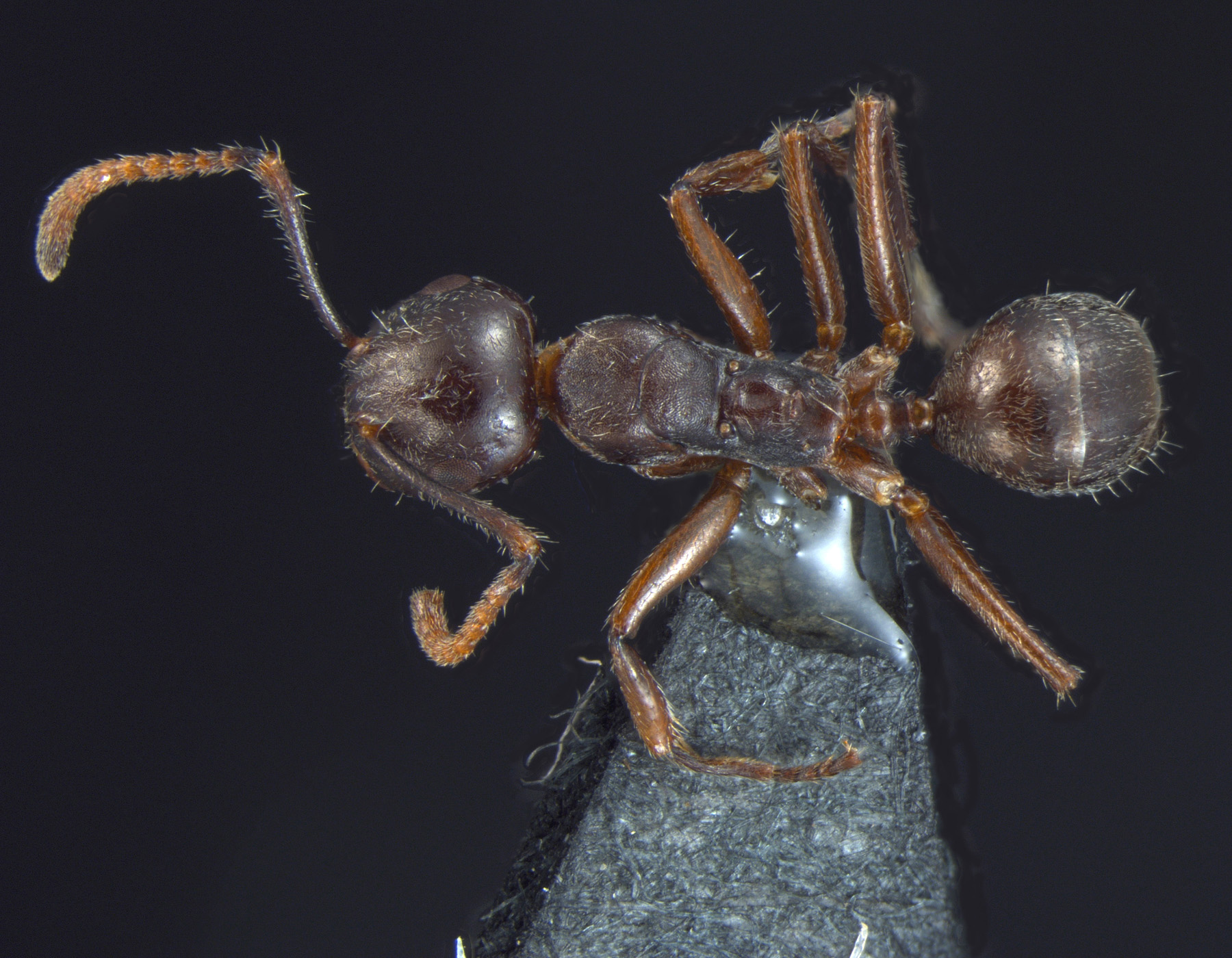 Forelophilus overbecki minor dorsal