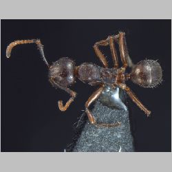 Forelophilus overbecki minor Kutter, 1931 dorsal