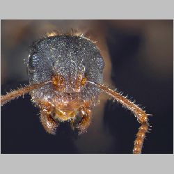 Forelophilus philippinensis intermediate Zettel, 2007 frontal