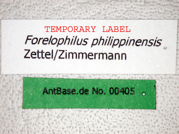 Forelophilus philippinensis intermediate label