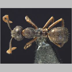 Forelophilus philippinensis minor Zettel, 2007 dorsal