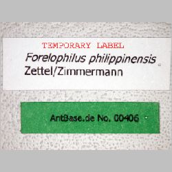 Forelophilus philippinensis minor Zettel, 2007 label