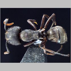 Forelophilus stefanschoedli major Zettel, 2007 dorsal