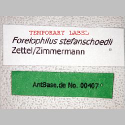 Forelophilus stefanschoedli major Zettel, 2007 label