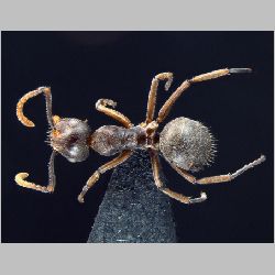 Forelophilus stefanschoedli minor Zettel, 2007 dorsal