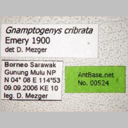 Gnamptogenys cribrata Emery, 1900 label