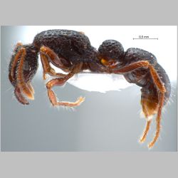 Gnamptogenys ortostoma Lattke, 2004 lateral