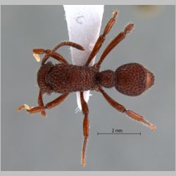 Gnamptogenys palamala Lattke, 2004 dorsal