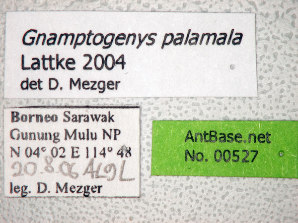 Gnamptogenys palamala label