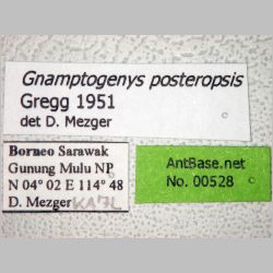 Gnamptogenys posteropsis Gregg, 1951 label