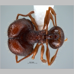 Acanthomyrmex dusun major Wheeler, 1919 dorsal