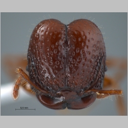 Acanthomyrmex dusun major Wheeler, 1919 frontal