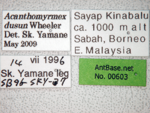 Acanthomyrmex dusun major label