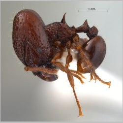 Acanthomyrmex dusun major Wheeler, 1919 lateral