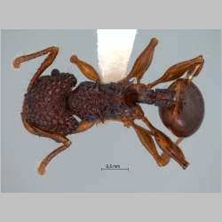 Acanthomyrmex dusun minor Wheeler, 1919 dorsal