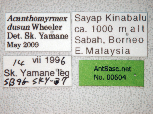 Acanthomyrmex dusun minor label