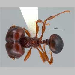 Acanthomyrmex padanensis major Terayama, Ito & Gobin, 1998 dorsal