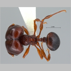 Acanthomyrmex padanensis major Terayama, Ito & Gobin, 1998 dorsal